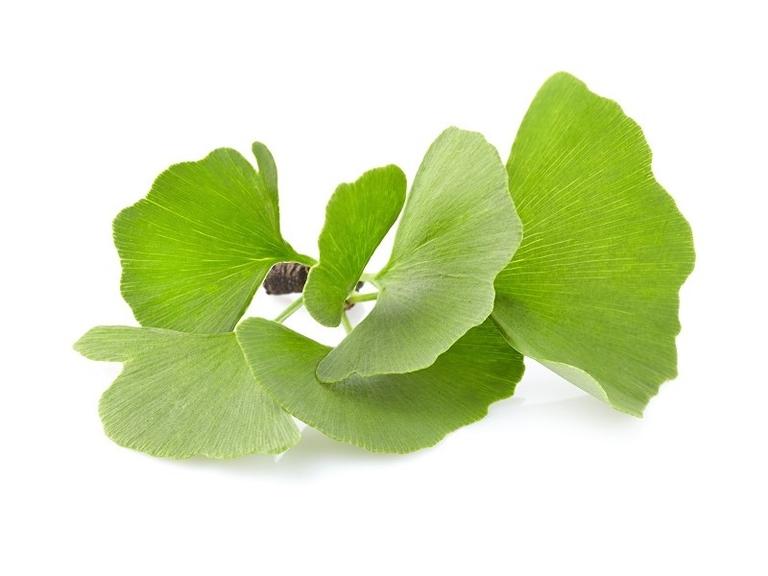 Ginkgo Bourgeons Bio