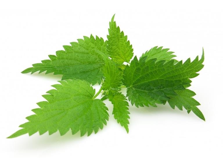 Ortie Feuilles Bio