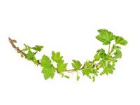 Cassis Bourgeons Bio