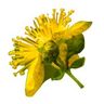 Millepertuis