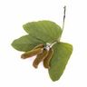 Mucuna