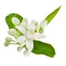 Fleur d'oranger
