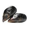 Orles verts (moules)