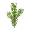Sapin de Sibérie