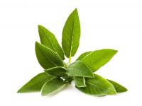 Sauge Feuilles Bio