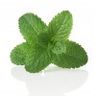 Menthe verte
