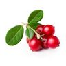 Airelle rouge