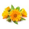 Calendula (souci)