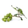 Figuier (Bourgeons)