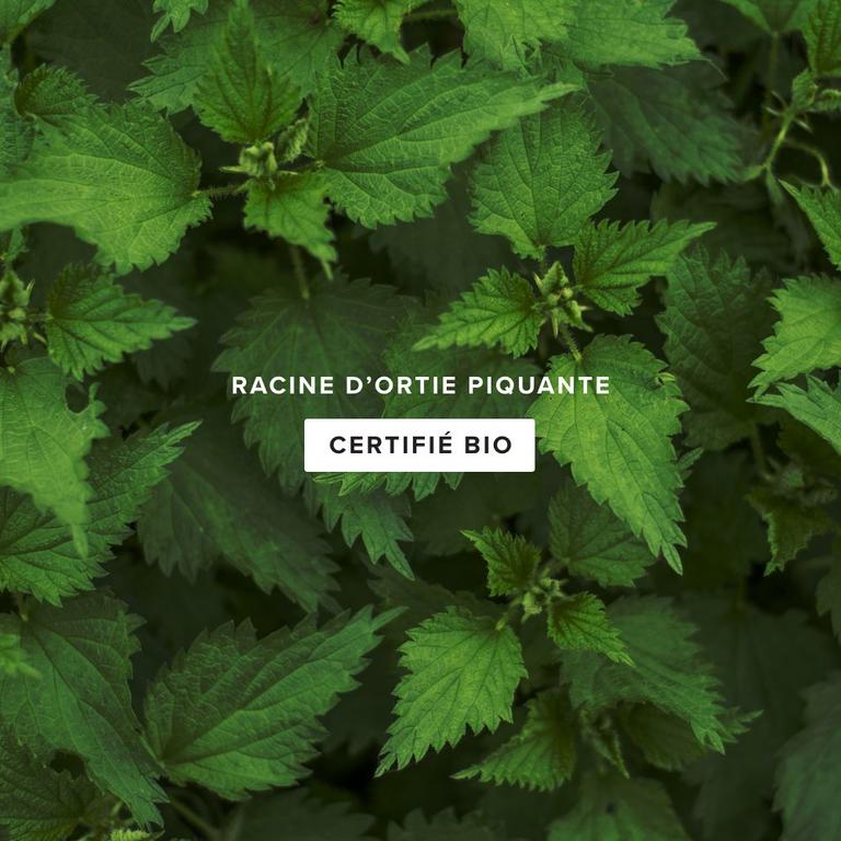 Ortie Piquante Racine Bio