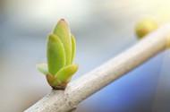 Bourgeons