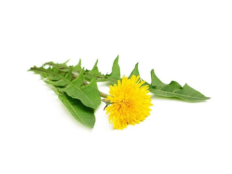 Pissenlit Bio Extrait de plante fraiche