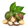 Macadamia