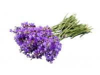Huile essentielle Lavande fine Bio