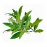 Litsée citronnée (Verveine exotique)