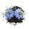 Nigelle (cumin noir)