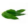 Eucalyptus