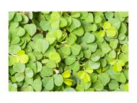 Desmodium Bio