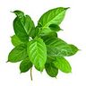 Gymnema sylvestre