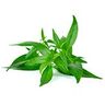 Andrographis