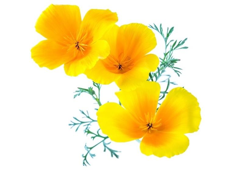 Pavot jaune de Californie Bio Extrait de plante fraîche