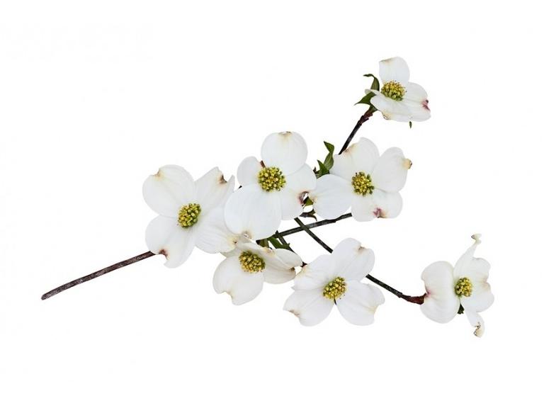 Cornouiller Bourgeons Bio
