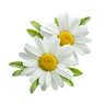 Camomille romaine (noble)
