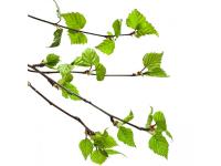 Bouleau Bourgeons Bio