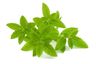 Verveine citronnée