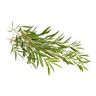 Tea tree (Arbre à thé)