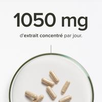 Cordyceps bio
