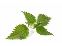 Ortie Bio Extrait de plante fraîche