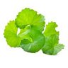 Centella asiatica (gotu kola)