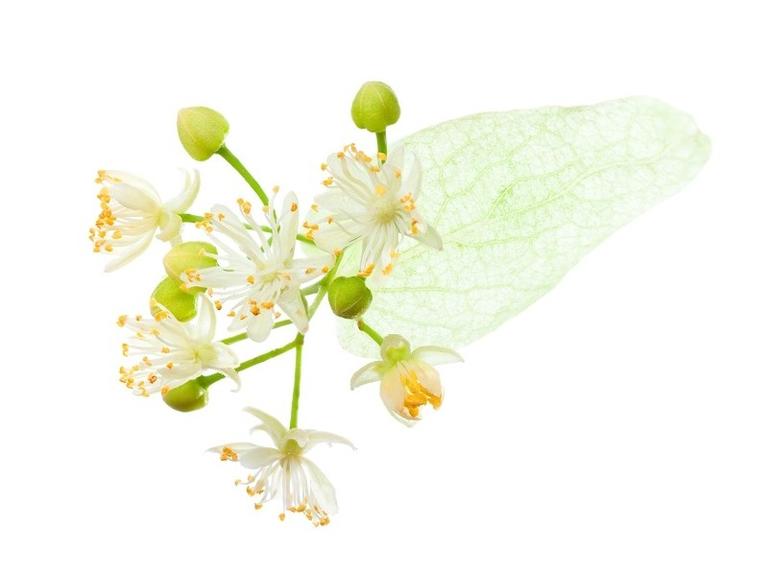 Tilleul Bourgeons Bio