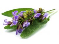 Sauge Bio Extrait de plante fraîche
