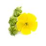 Tribulus
