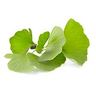 Ginkgo Biloba