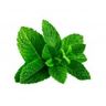 Menthe des champs