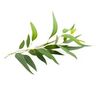 Eucalyptus citronné