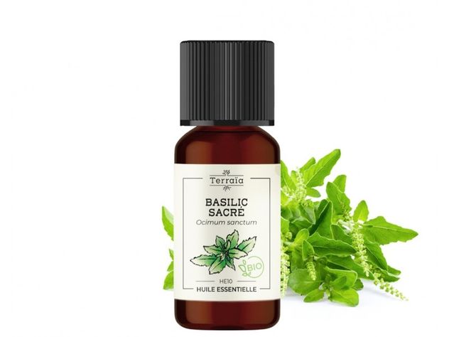 Huile essentielle Basilic sacré Bio