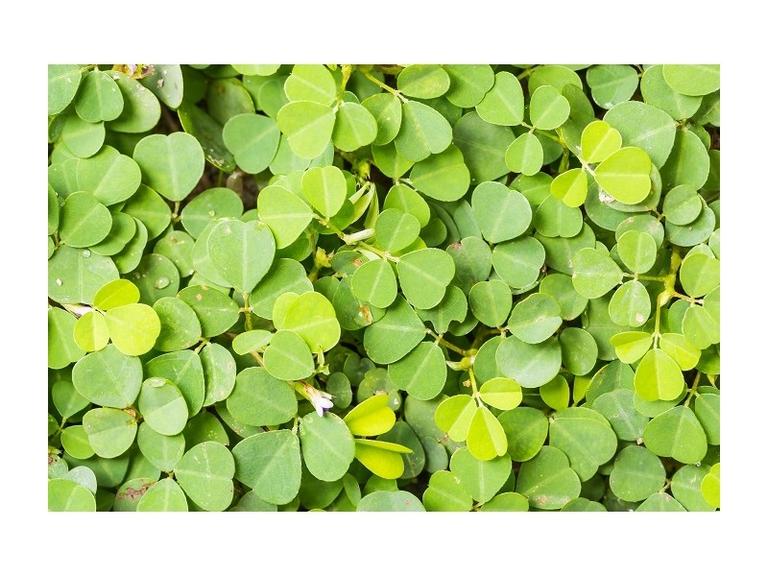 Desmodium Bio