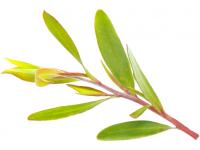 Huile essentielle Niaouli Bio