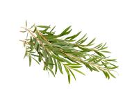 Huile essentielle Tea tree Bio