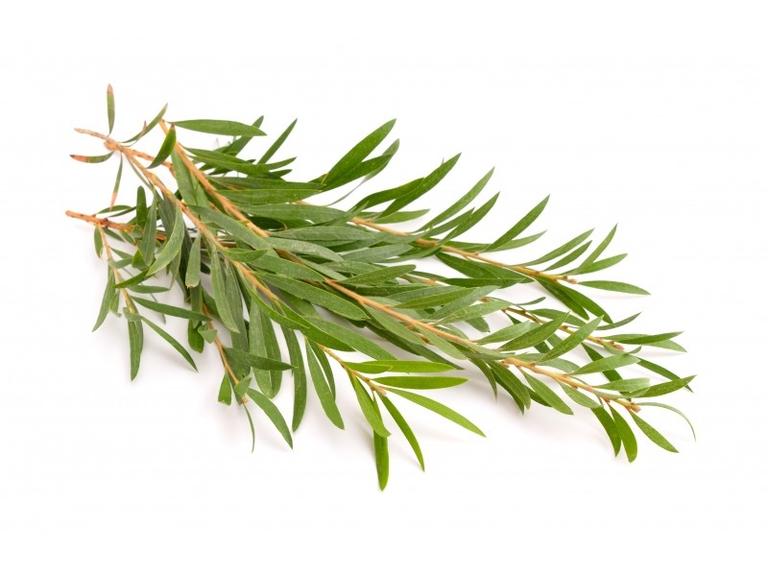 Huile essentielle Tea tree Bio
