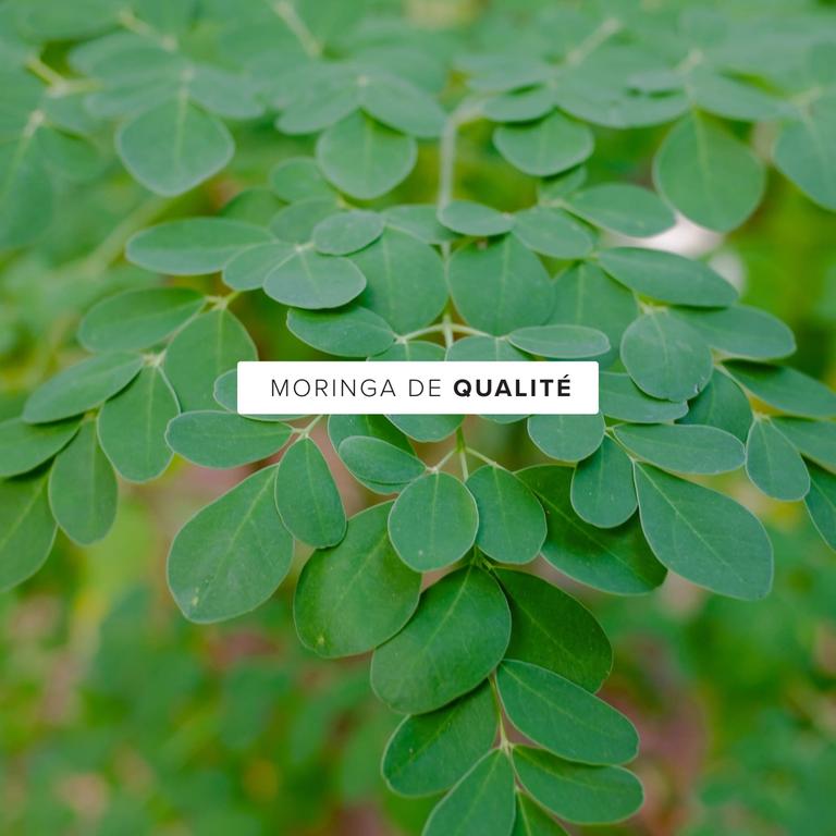 Moringa  Bio