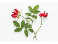 Églantier Bourgeons Bio