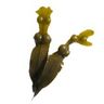 Fucus