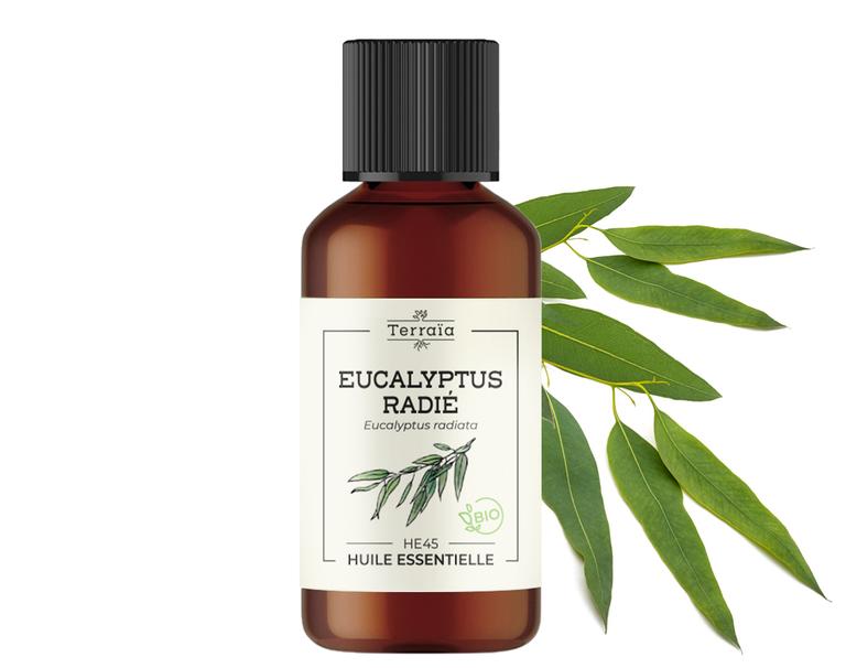 Huile essentielle Eucalyptus radié Bio (radiata)