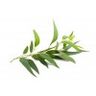 Eucalyptus globuleux (globulus)