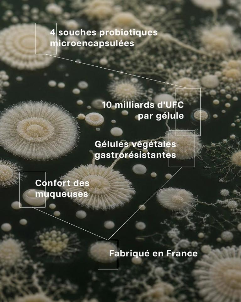 Complexe Probiotiques Perméa Plus